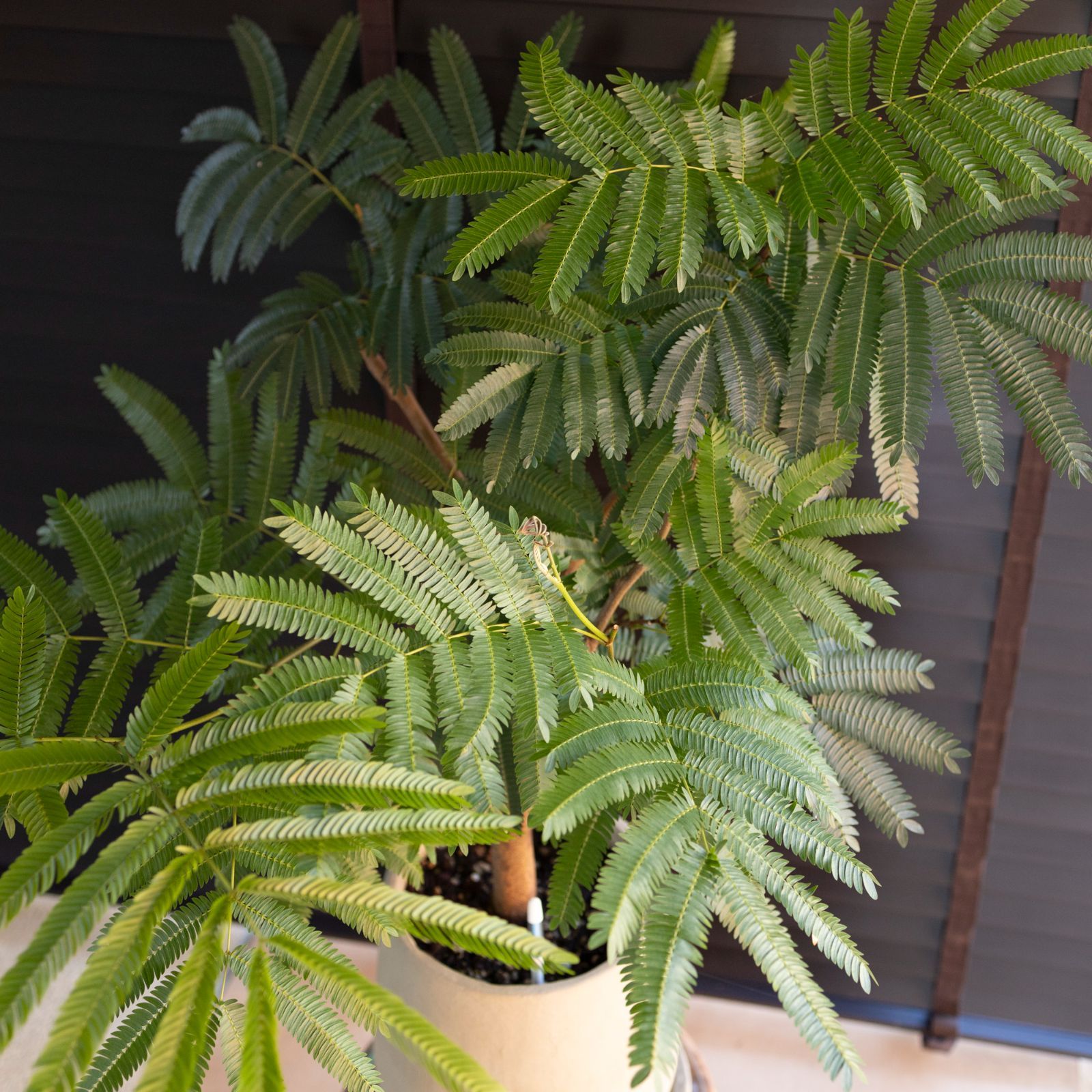 エバーフレッシュ ファイバー鉢 お皿付き エバーフレッシュ ファイバー