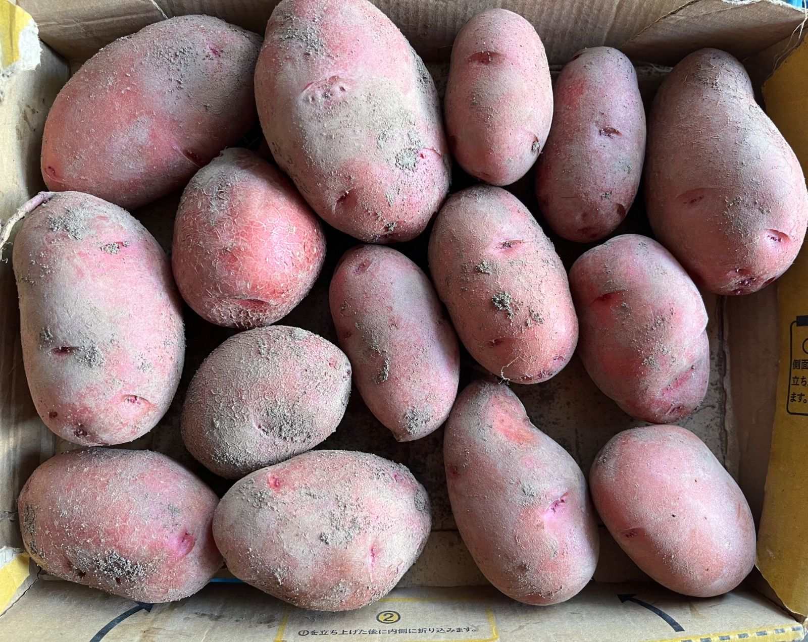 北海道産 新じゃがいも レッドムーン1.2kg - メルカリ
