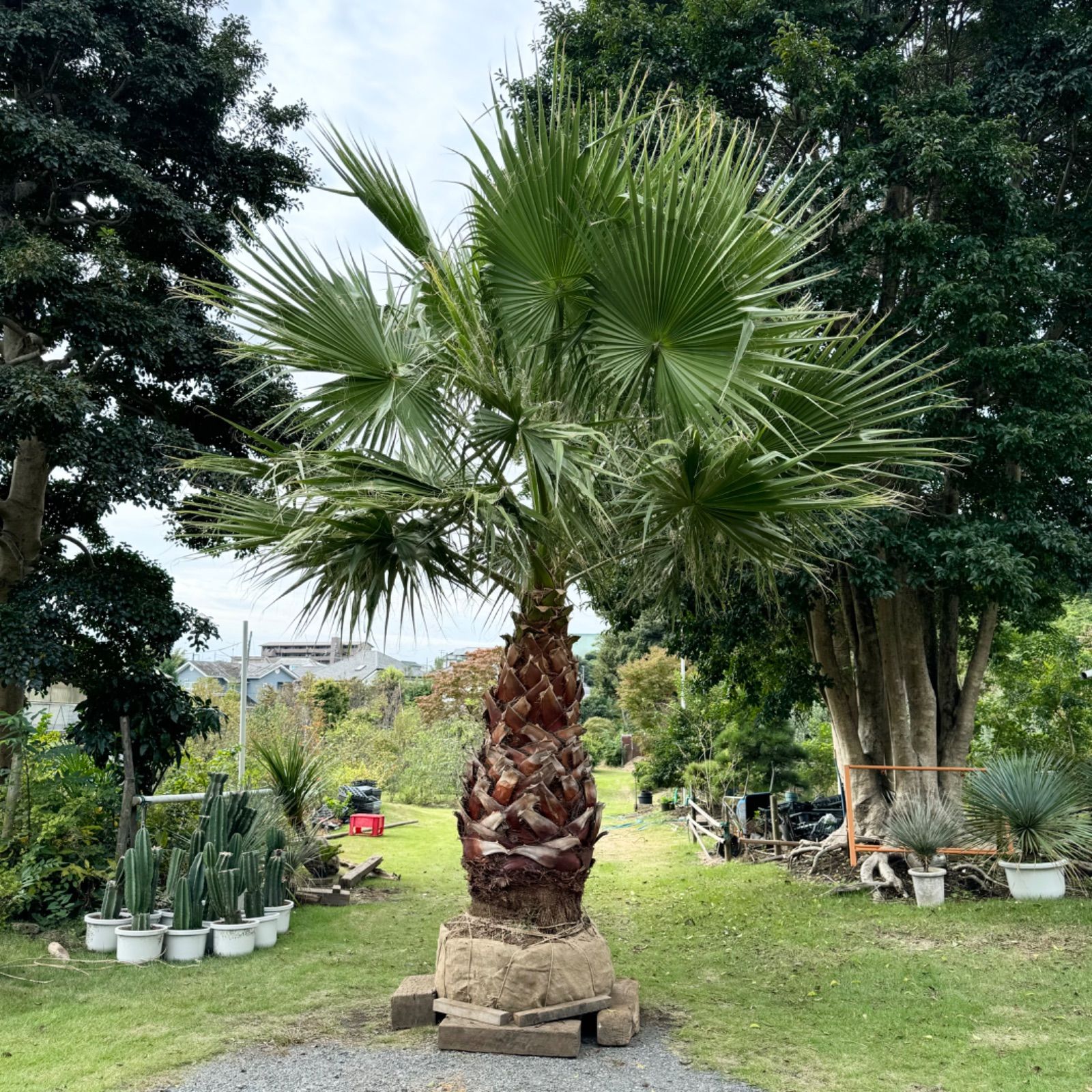 極太幹】ワシントンヤシ - メルカリ