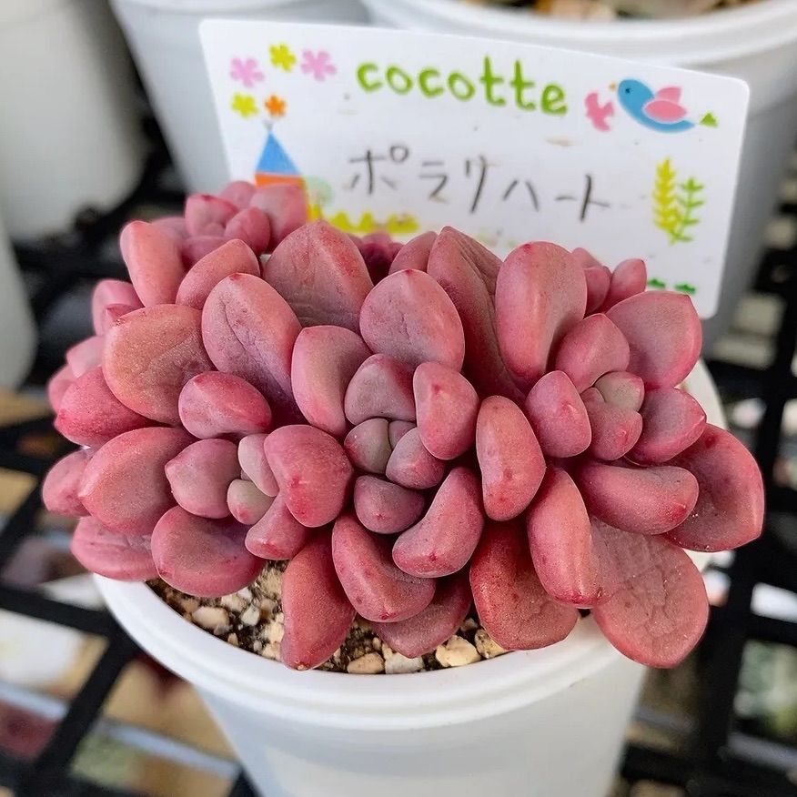 売れ筋】 ポラリハート 多肉植物 韓国苗 58 販売会 植物/観葉植物