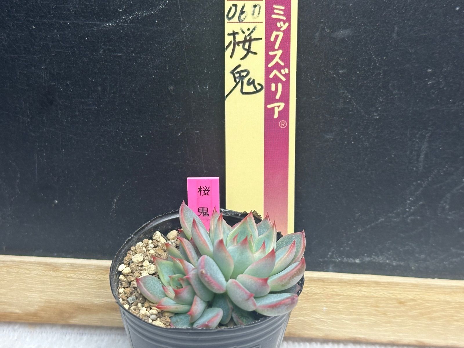 ⑭大きめ3鬼! 桜鬼❣️青鬼❣️赤鬼❣️発根済み おらいさん苗 メルカリ便送料込 ㊼大きめ3鬼!桜鬼❣️青鬼❣️赤鬼❣️おらいさん苗