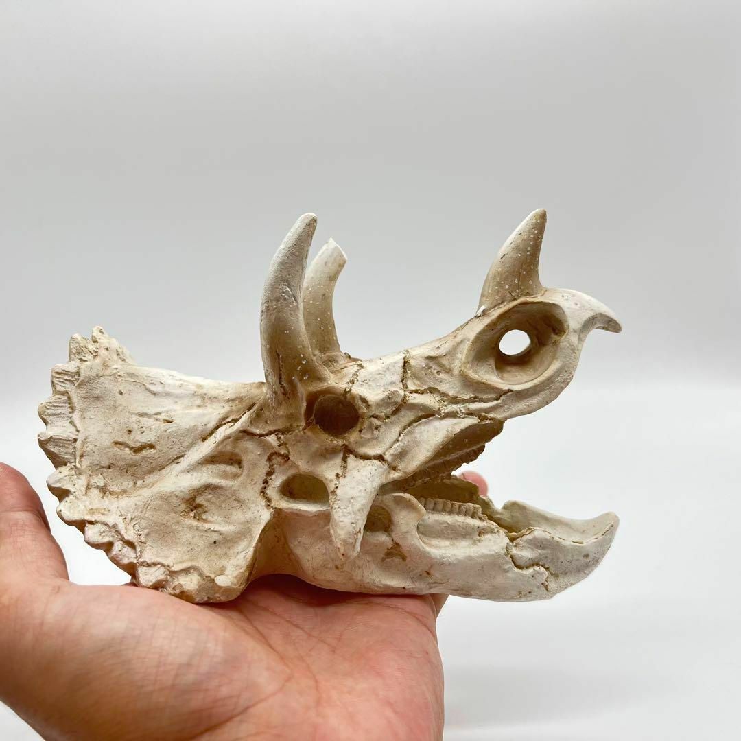 トリケラトプス 頭骸骨 レプリカ インテリア 恐竜の化石 オブジェ 牙 中 ミドルサイズ ミュージアム ギャラリー 虎猫骨格化石 装飾置物 amya