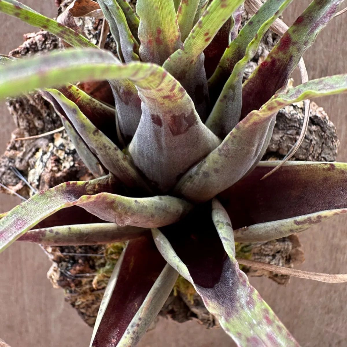 フリーセア フランメア コルク付 Vriesea flammea 現品 観葉植物 観葉