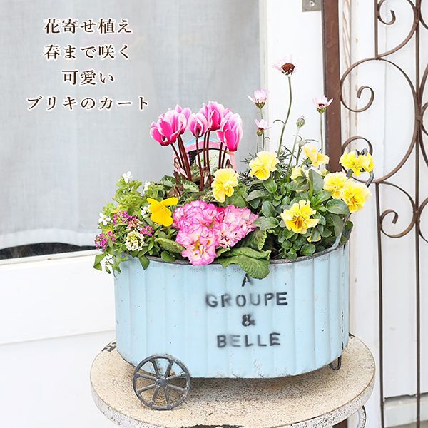 ローダンセマム　苗♡かわいいお庭♡ガーデン　ガーデニング ローダンセマム 苗♡かわいいお庭♡ガーデン ガーデニング 春 現品販売