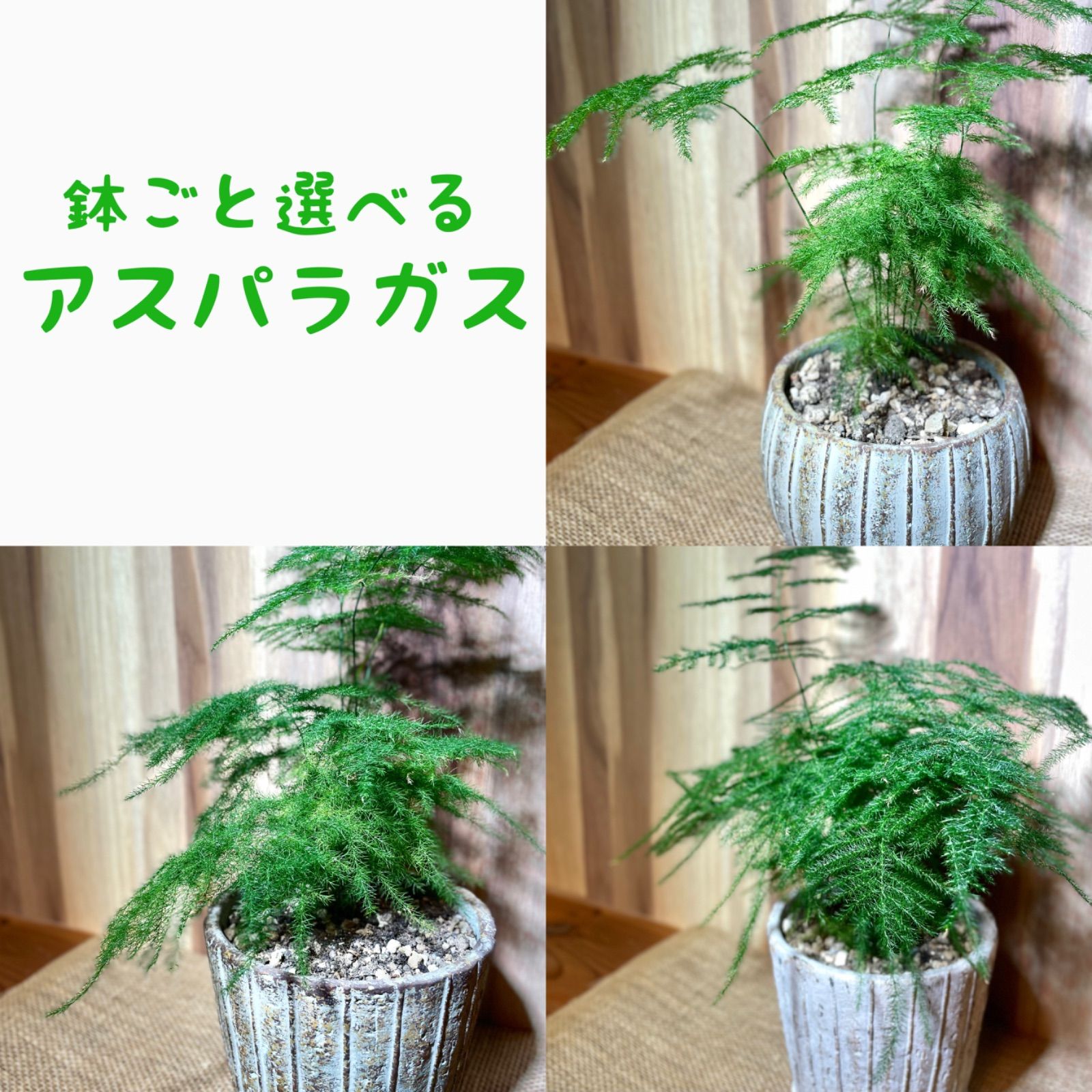 人気の福袋 新品 新品 未使用 アスパラガス ナナス 鉢植え 植物 観葉植物 Www Dinagatislands Com Ph Www Dinagatislands Com Ph 人気の福袋 新品 新品 未使用 アスパラガス ナナス 鉢植え 植物 観葉植物 Www Dinagatislands Com Ph Www Dinagatislands Com Ph