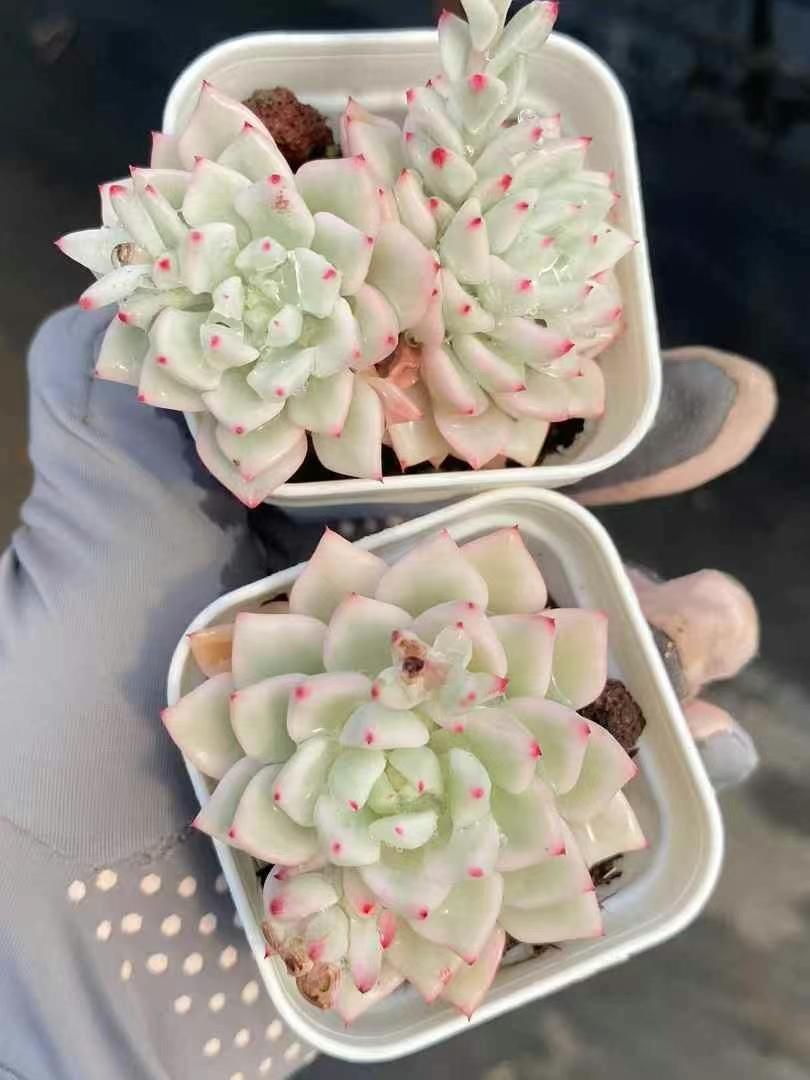 50株の抜き苗セット】雪美人錦 多肉植物 佐川急便発送 エケベリア 韓国