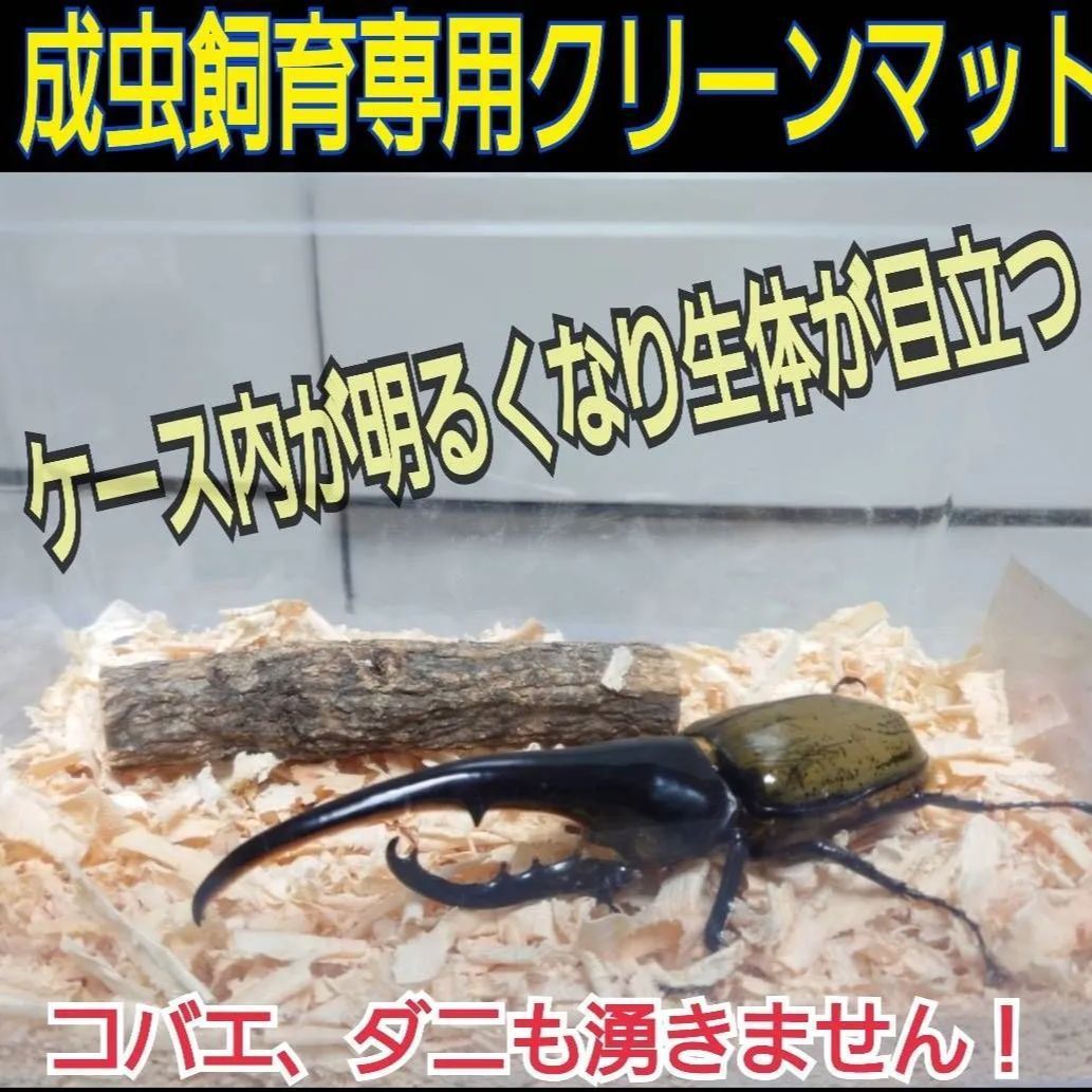 ペット用品？水槽？カブトムシ、クワガタの飼育用品と生体多数