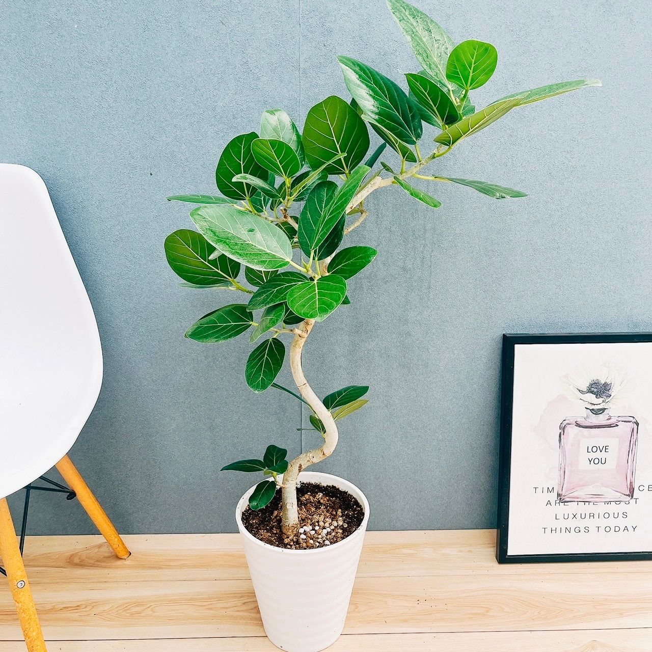 ［現品］☆人気☆ 27番　フィカス　ベンガレンシス　曲がり 8号　観葉　室内 現品］27番 フィカス ベンガレンシス 曲がり 8号 観葉植物 室内 大型