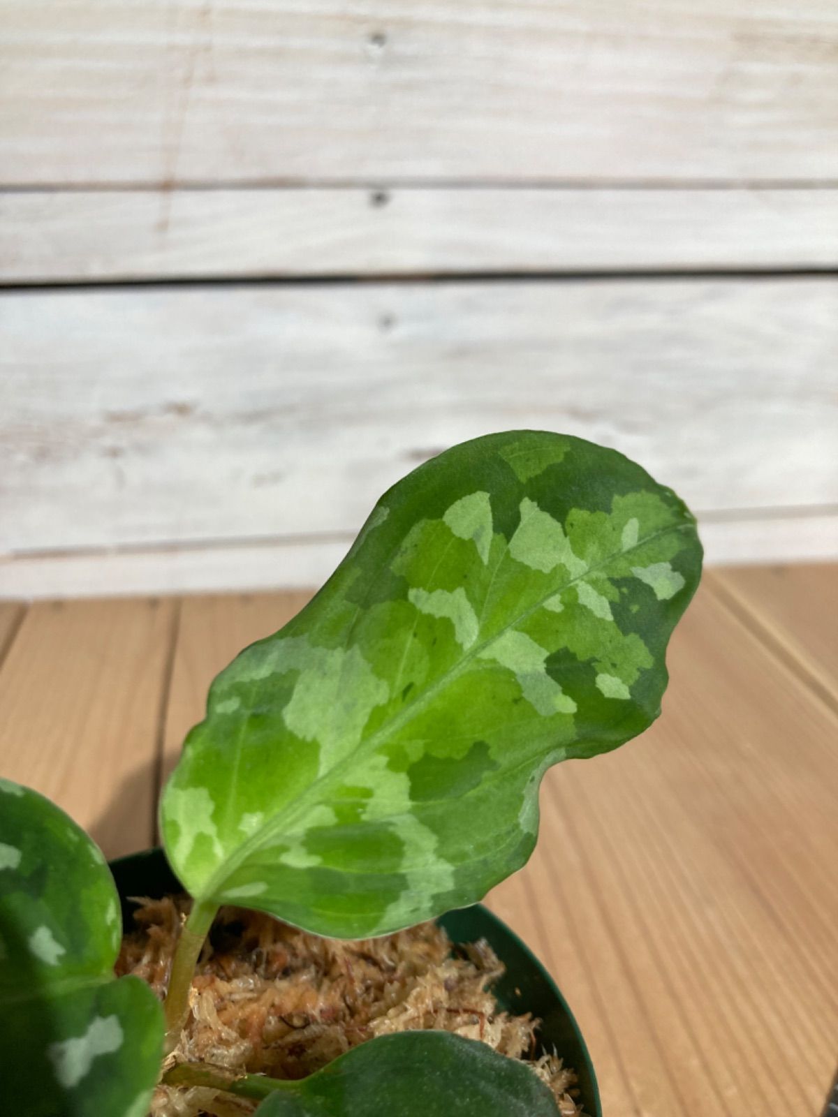 ID便 アグラオネマ ピクタム トリカラー アンダマン ANDAMAN ナチュラ株の増殖 Aglaonema pictum tricolor 