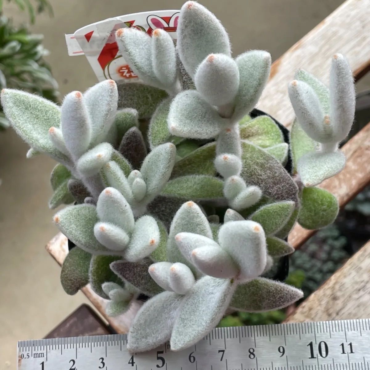 福兎耳❣️札付き❗️多肉植物 抜き苗 - メルカリ