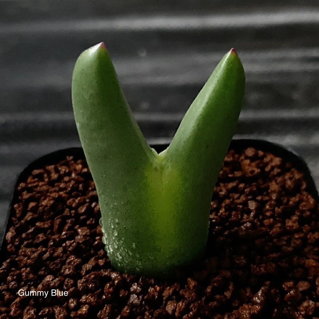 多肉植物 コノフィツム ビロブム レウカンタム Conophytum