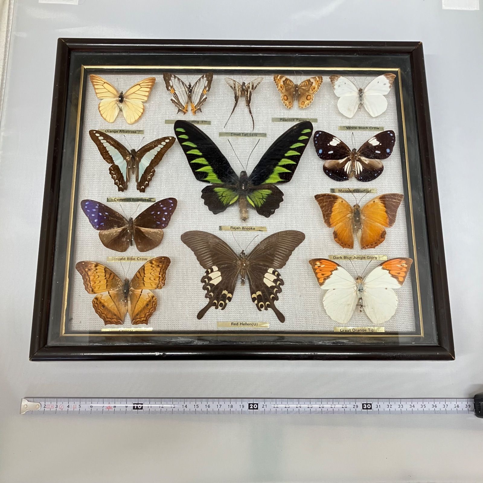 蝶 13種標本 アカエトリバネアゲハ コモンブルーボトル オレンジアルバトロス イシガケチョウ スソビキアゲハ アオタテハモドキ ツマムラサキマダラ エロタチャイロタテハ ウラナミンシロチョウ ダークブルージャングルグローリー シロモンルリマダラ など