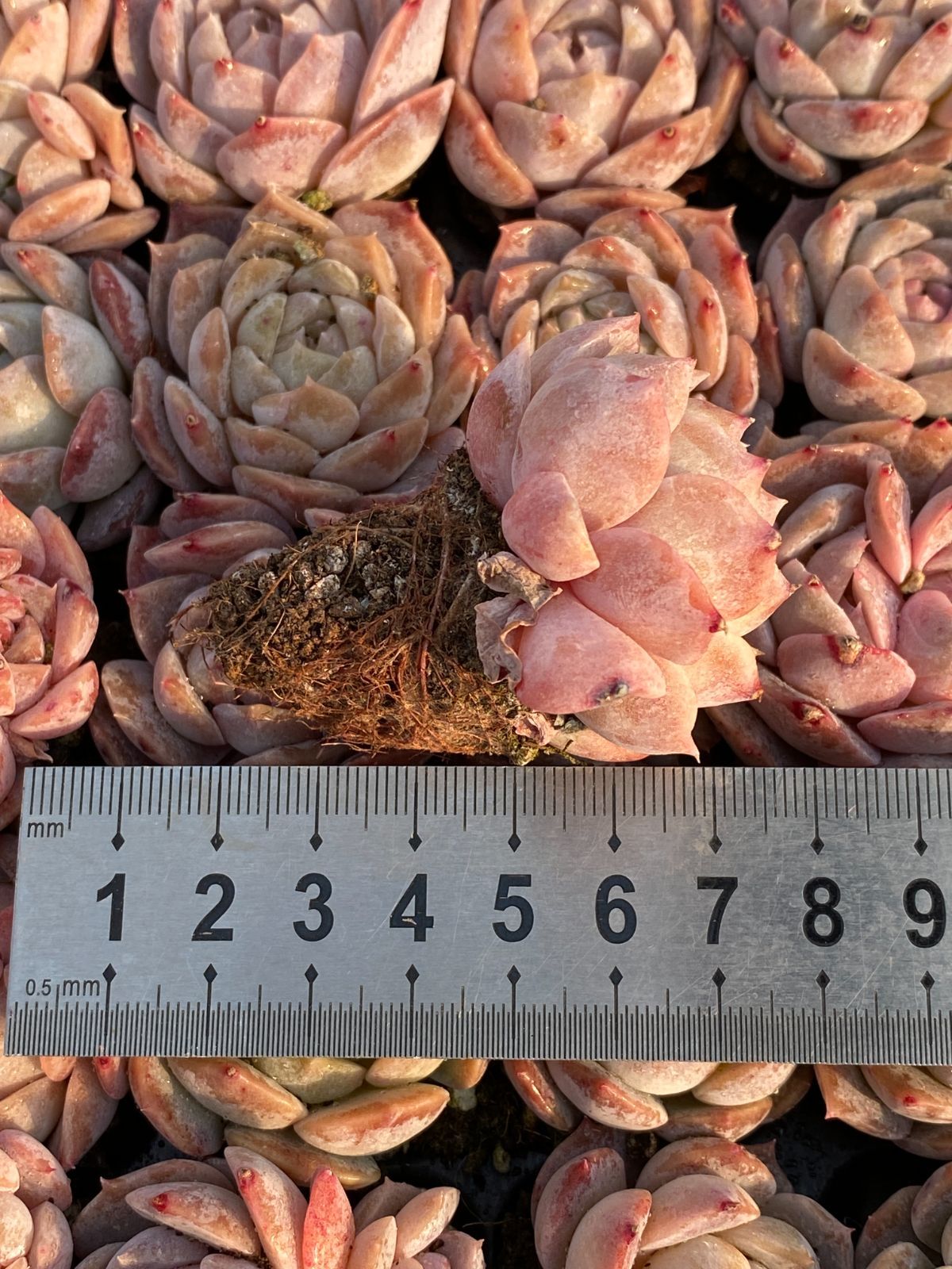 新入荷 氷の人形 鮮やかな105苗セット 土と根付き 多肉植物 エケベリア