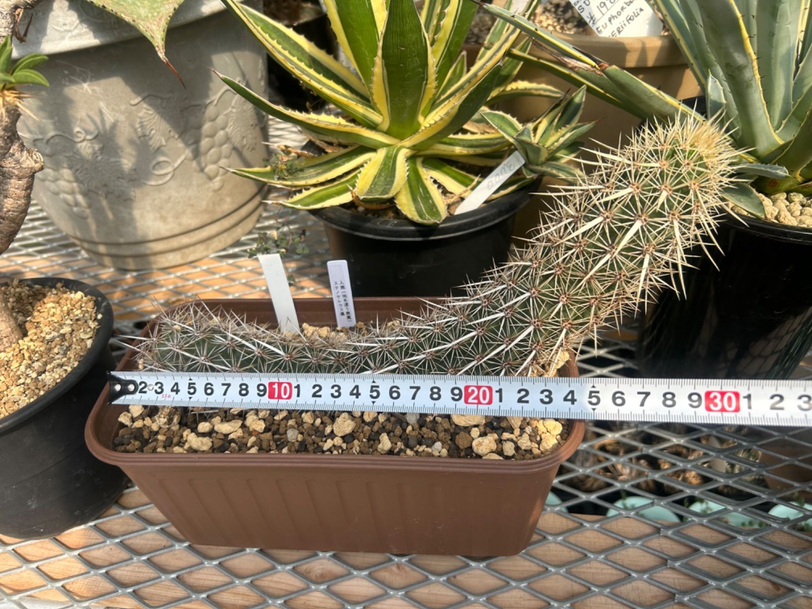 サボテン ステノケレウス属 入鹿 地を這う悪魔 カット苗 抜き苗にて