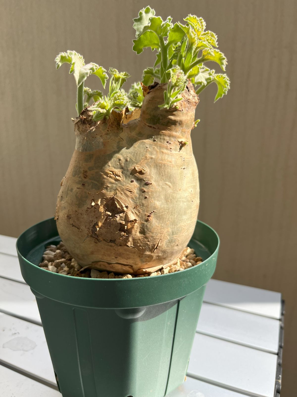 専用》キフォステンマ ウターマクロプス①丸形美株 - メルカリ 