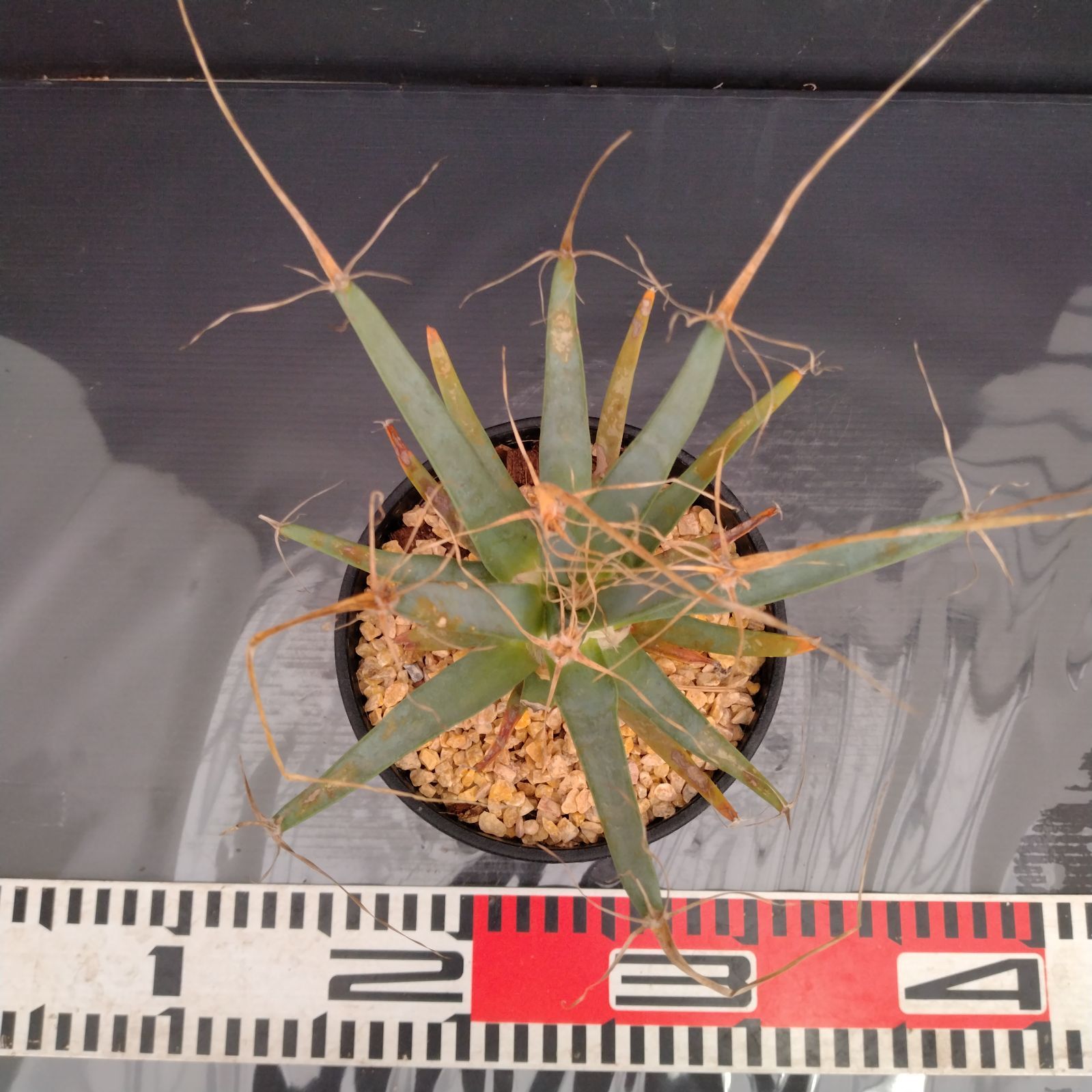 U189【新入荷！】サボテン 晃山（鉢植え）【サボテン・多肉植物W