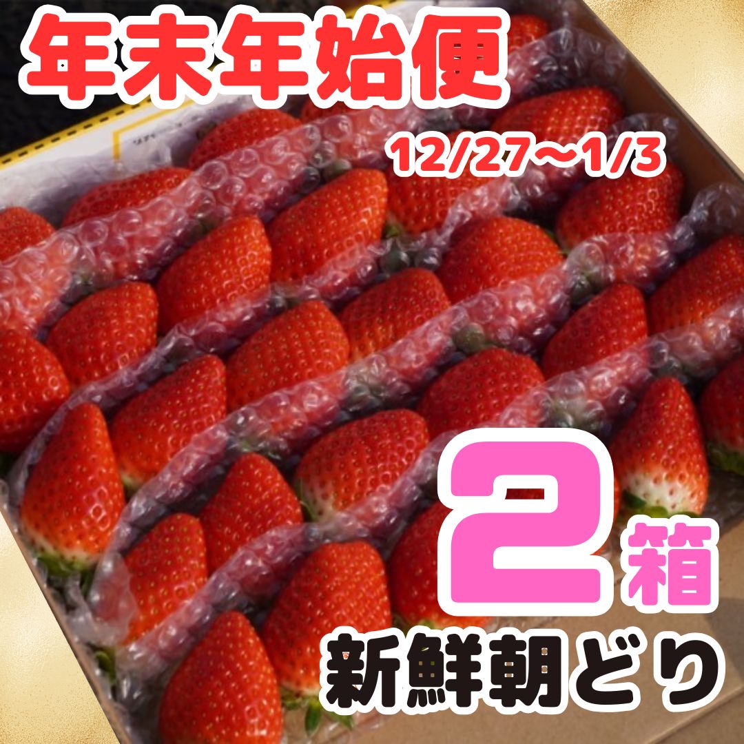 ②箱【年末年始便】新鮮朝採りいちご - メルカリ