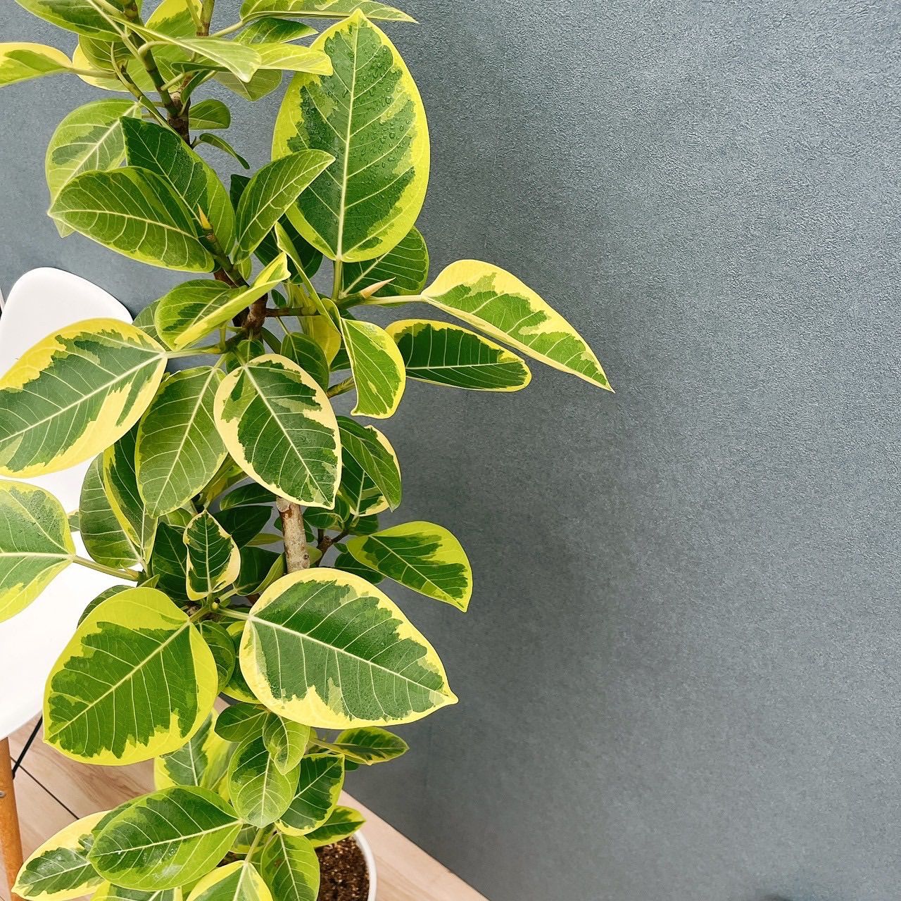 現品　フィカス　ゴムの木　アルテシマ　曲がり　3番　観葉植物　インテリアグリーン フィカス ゴムの木 アルテシマ 曲がり 3番 観葉植物 インテリア