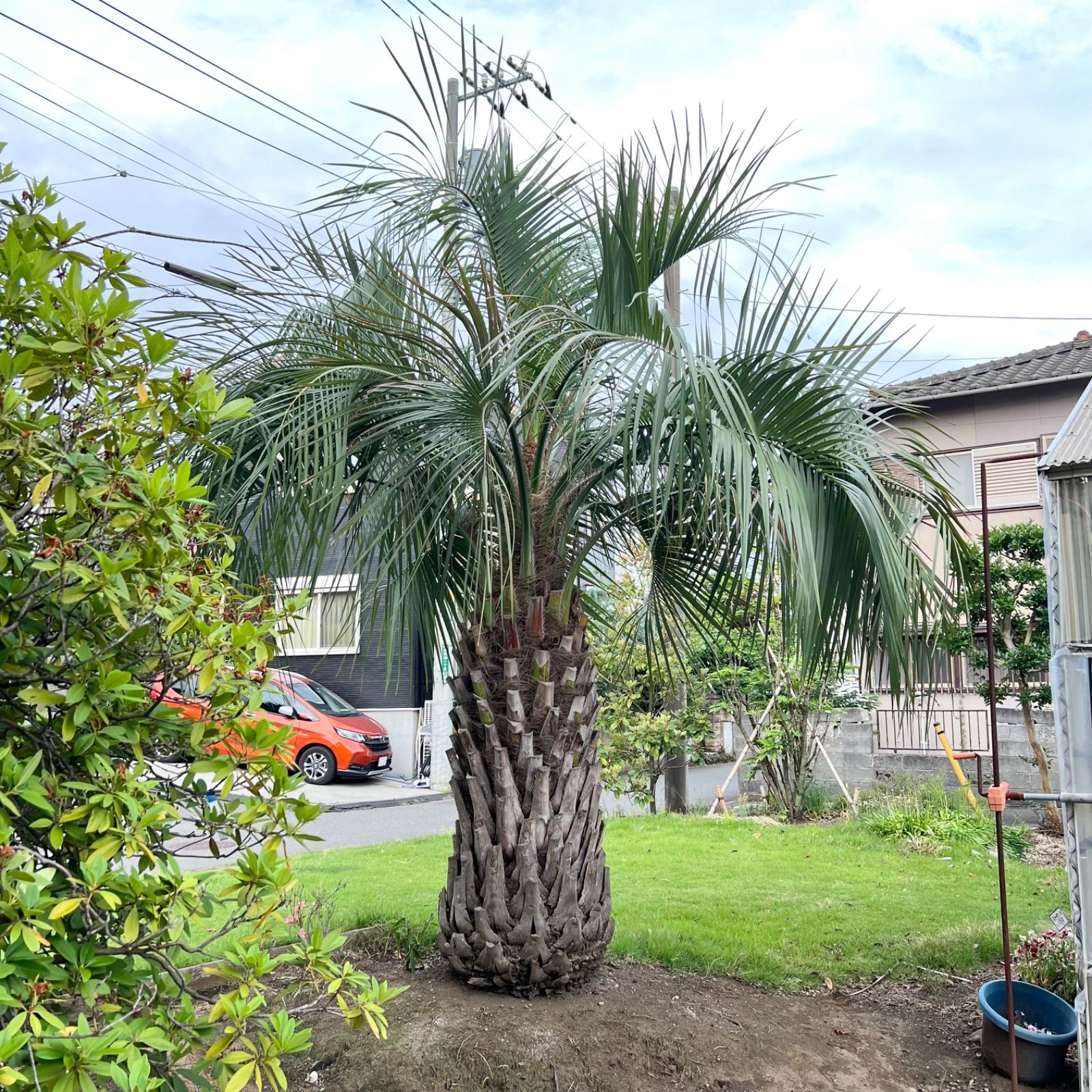 特大】ココスヤシ - メルカリ