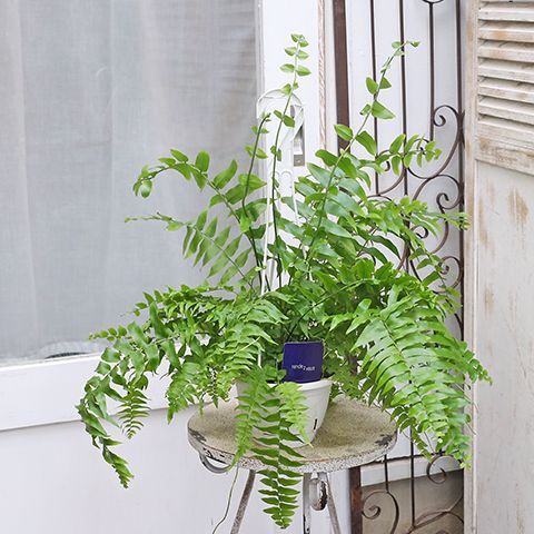 すーさま専用　ネフロレピス　マッチョ　ホウビカンジュ　シダ　ハンギング　観葉植物 Amazon｜マッチョ ネフロレピス シダ 吊り下げMaccho Fern