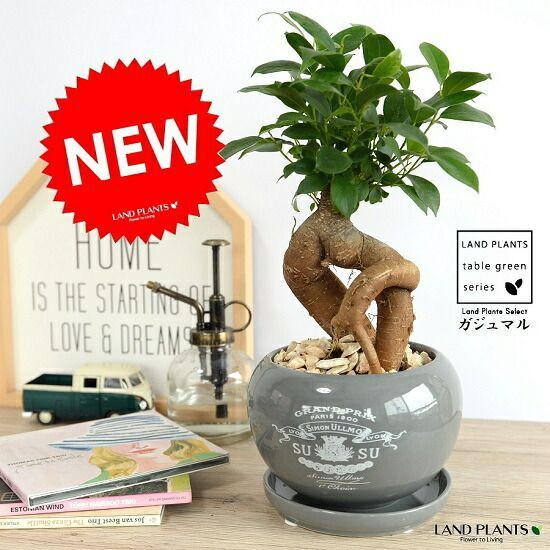 インテリア小物 【極美品】九谷焼 飾壺 大型花瓶 25cm 金彩花鳥図 骨董