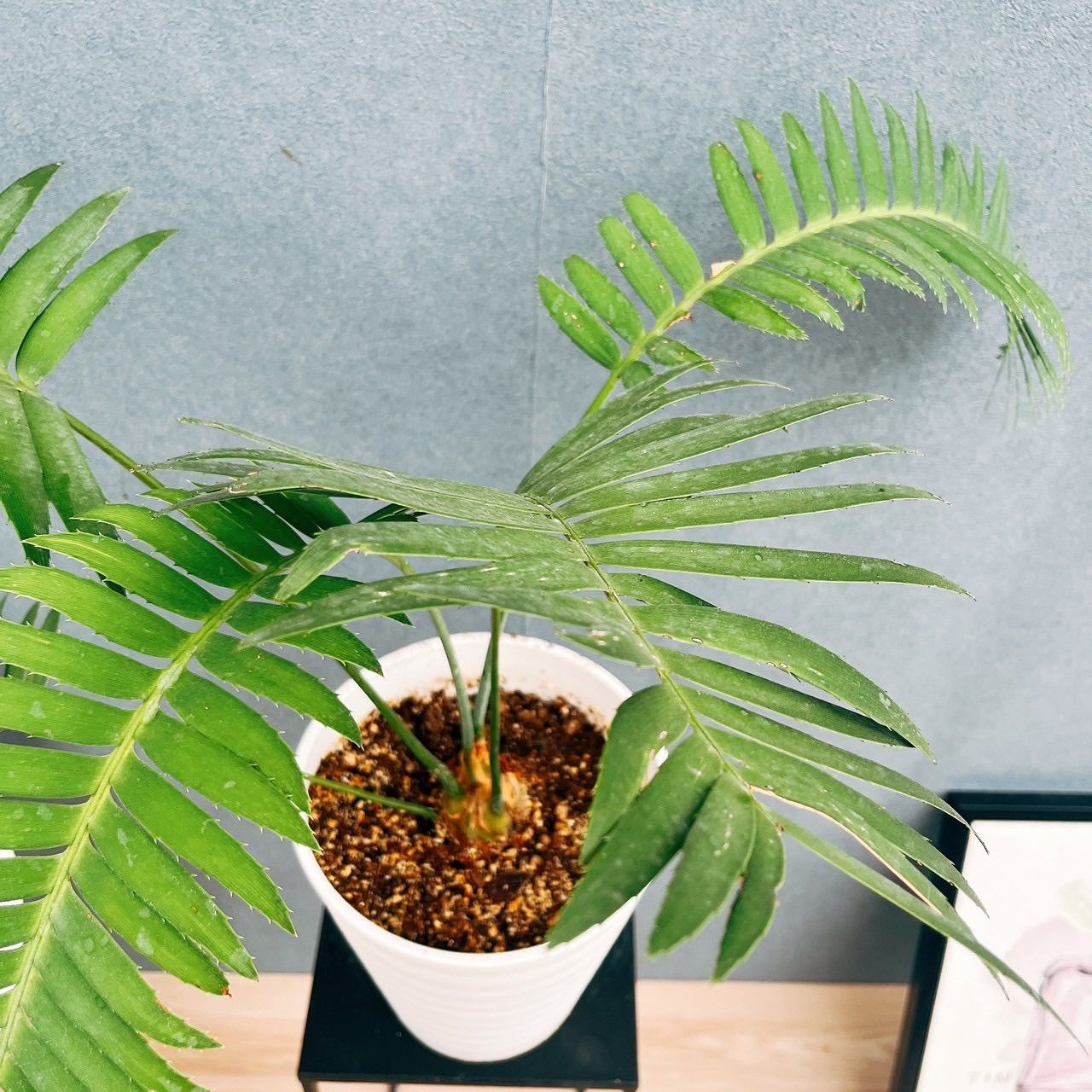 ［現品］【希少】ディオーンスピヌロスム　7号　観葉植物　レア　メキシコソテツ 現品］【希少】N1 ディオーンスピヌロスム 7号 観葉植物 レア メキシコ