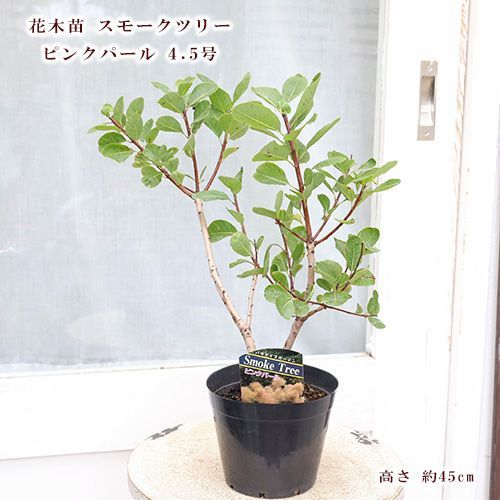 RWP1スモークツリー接木 高さ60cm鉢物 大苗 赤白桃3品種3本 RWP1スモークツリー接木 高さ60cm鉢物 大苗 赤白桃3品種3本