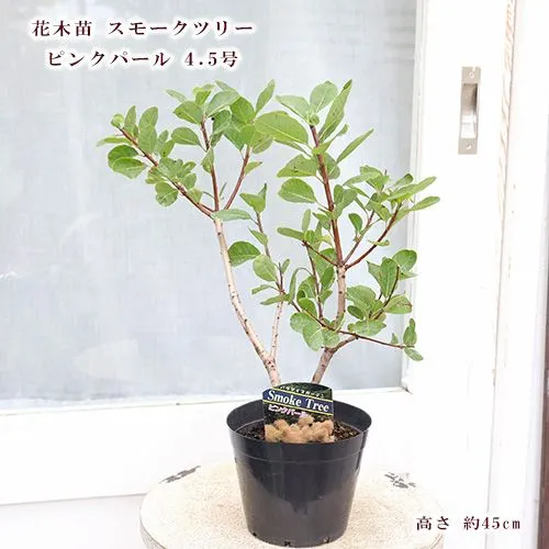 NO1スモークツリーロイヤルパープル接木高さ170cm NO1スモークツリーロイヤルパープル接木高さ170cm