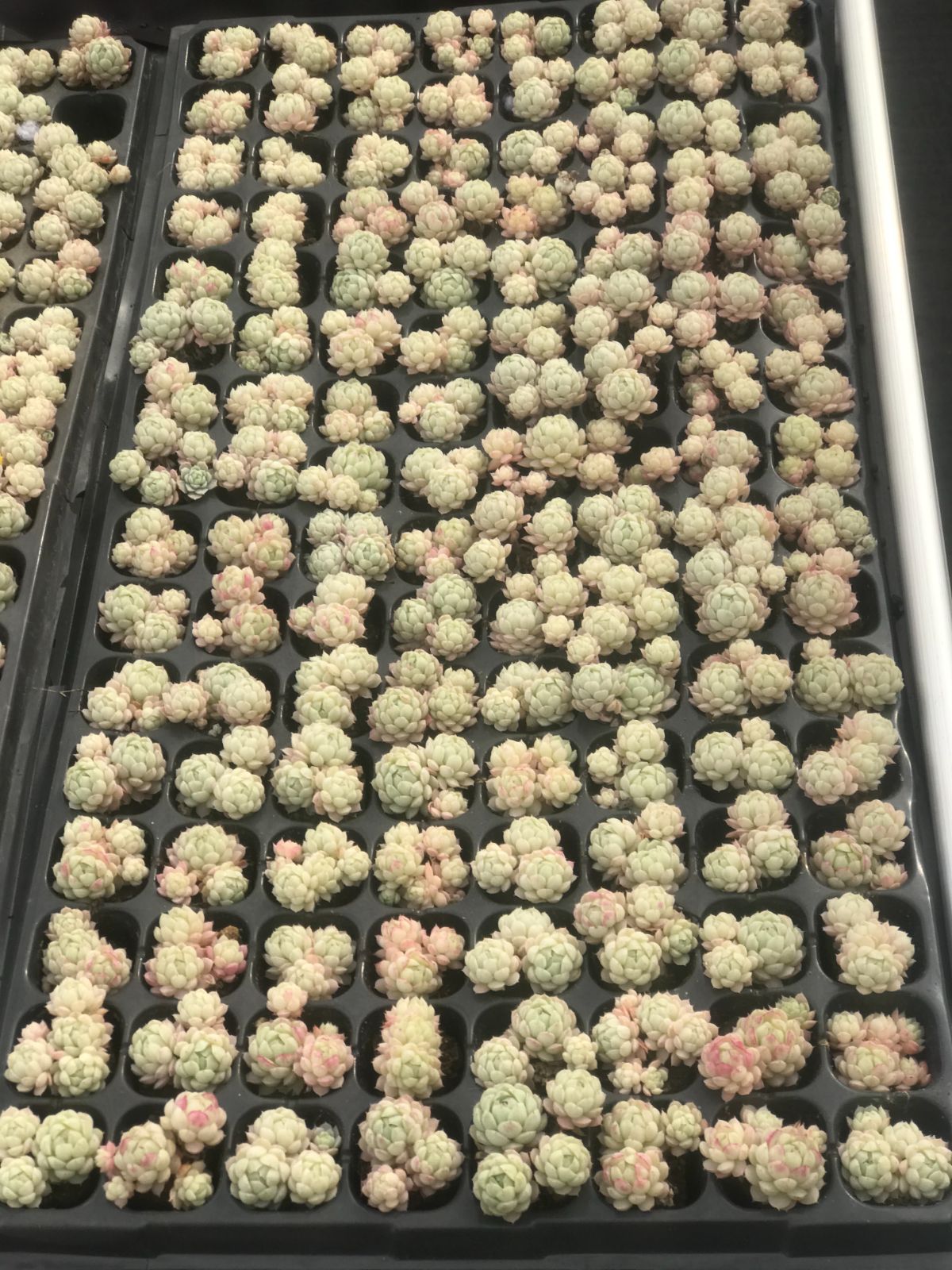 128株 R555-3 多肉植物 エケベリア ラノリン球 超美苗 サボテン 観葉