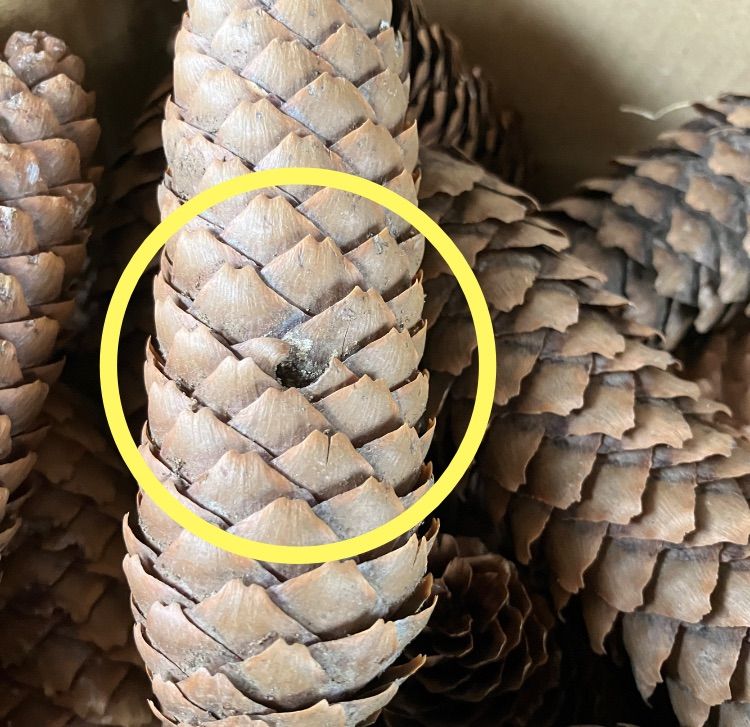 美品だけど少し訳あり 北海道産ドイツトウヒ 長い松ぼっくり 12本