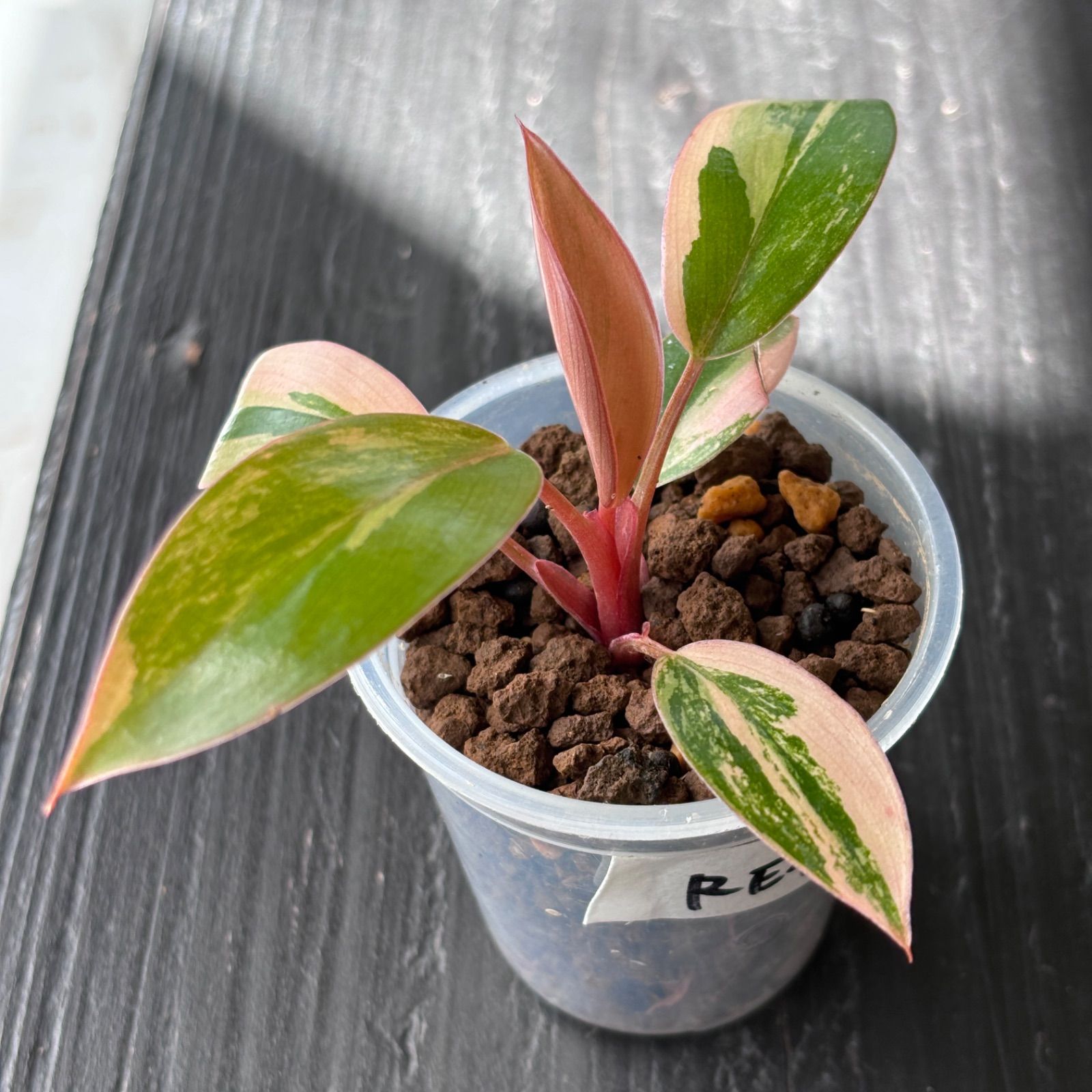 フィロデンドロン レッドコンゴ 斑入り 2.5号鉢