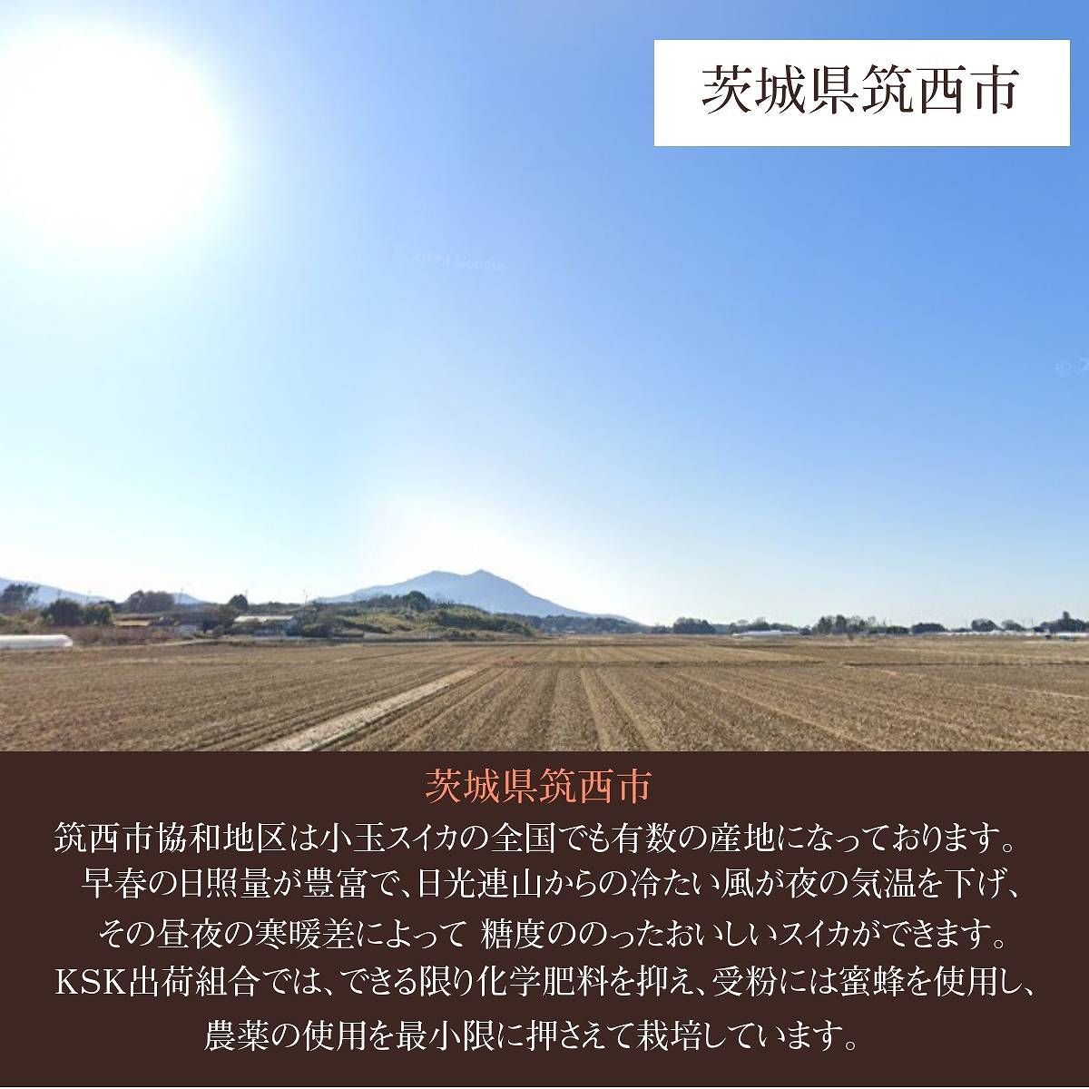 5|6～5|中旬より出荷
