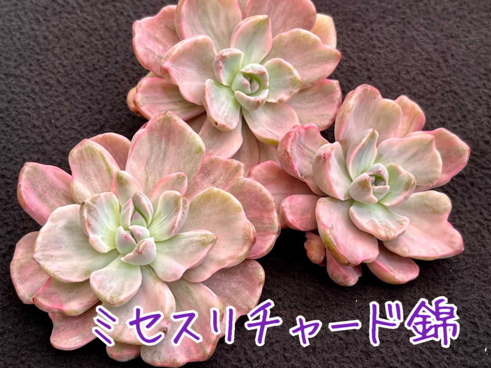 ミセスリチャード錦 高級品種 韓国苗 多肉植物
