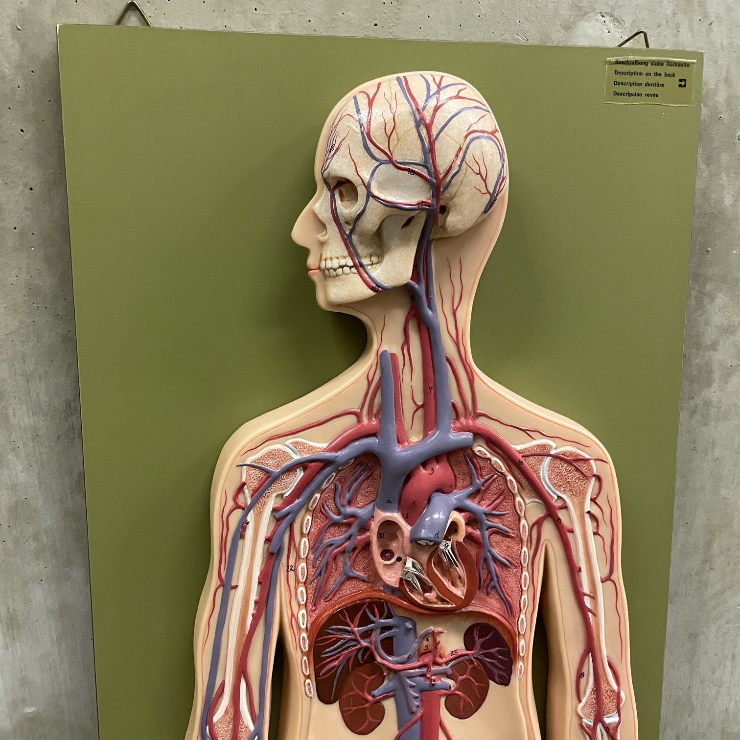 那須町役場】ソムソ社 血液循環系人体模型 解剖図 小学校 廃校