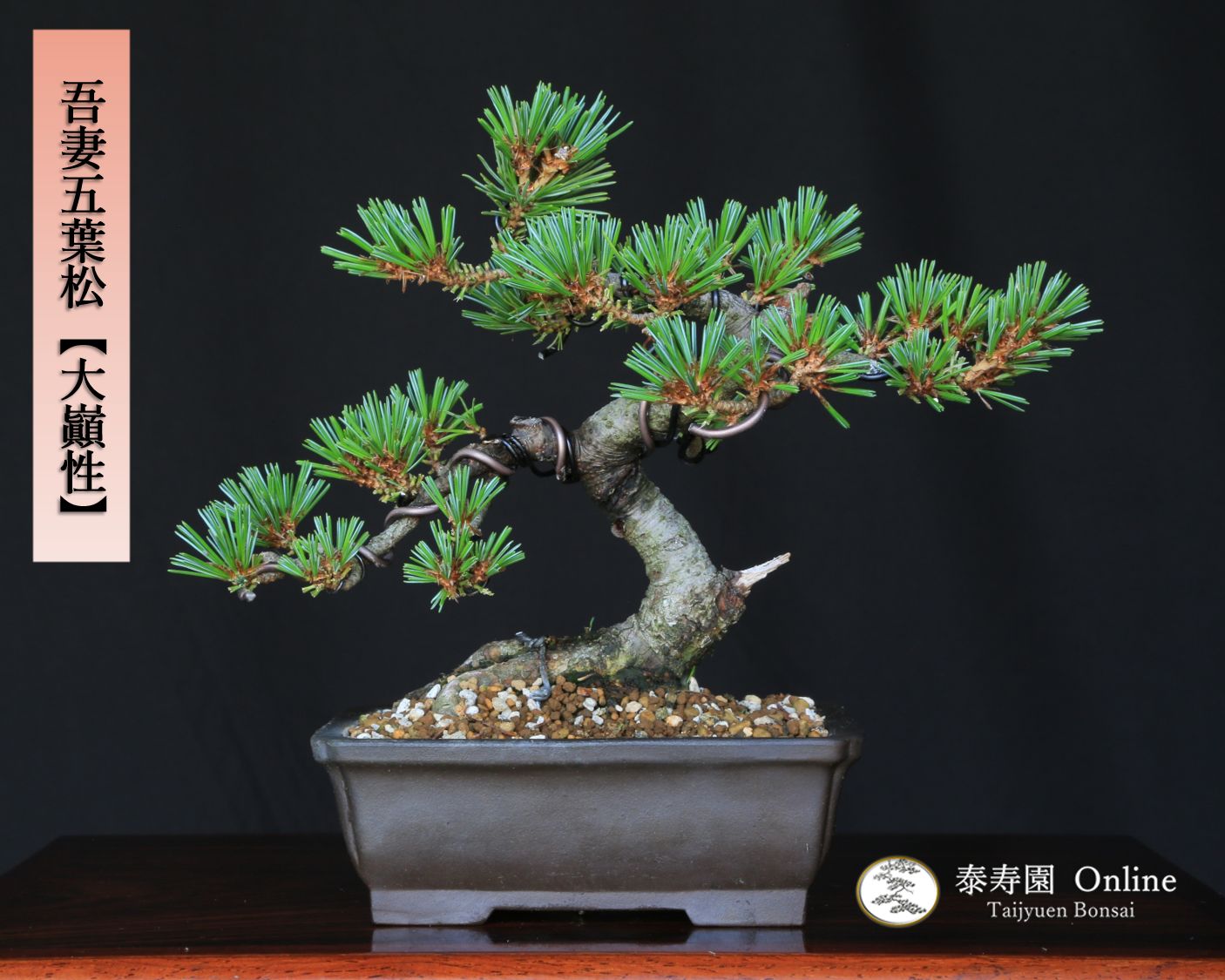 逸品！上下10㎝根上がり群雀ムレスズメ小品盆栽真柏黒松五葉松塊根