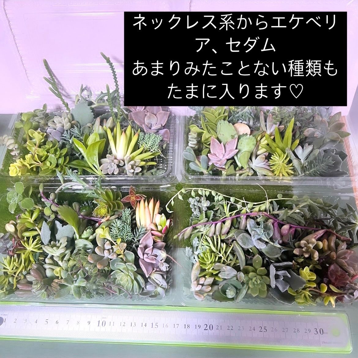 多肉植物カット苗詰め合わせ〜100gパック(フードパック発送