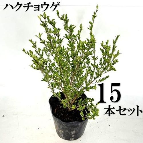 15本セット ハクチョウゲ樹高0.4m前後15cmポット