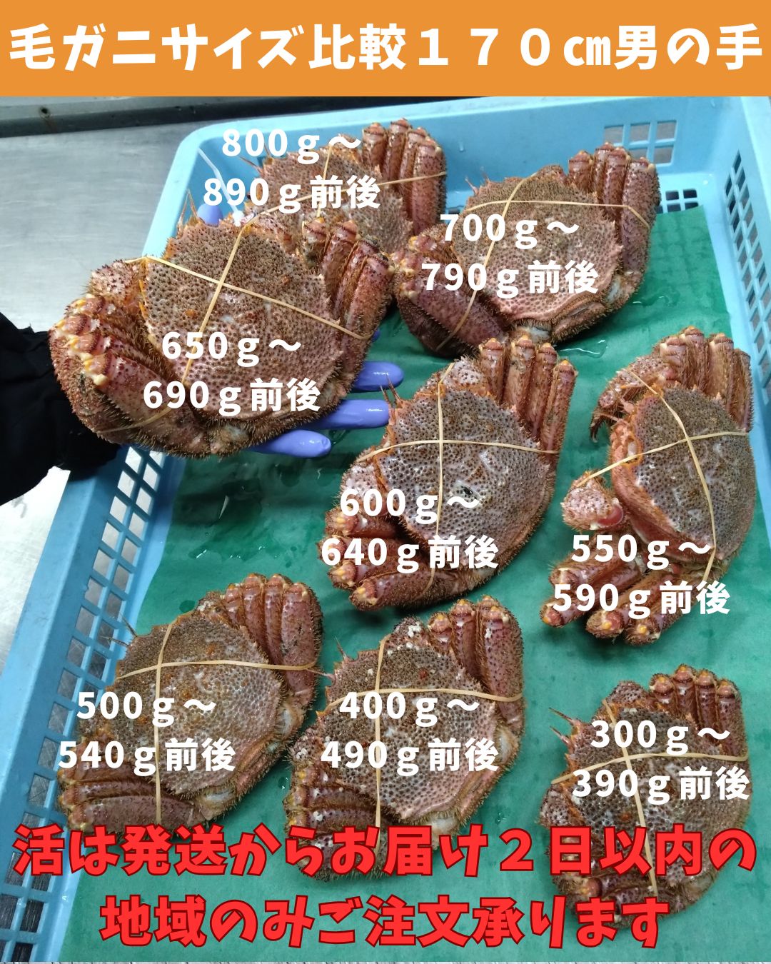 650～690ｇ1尾