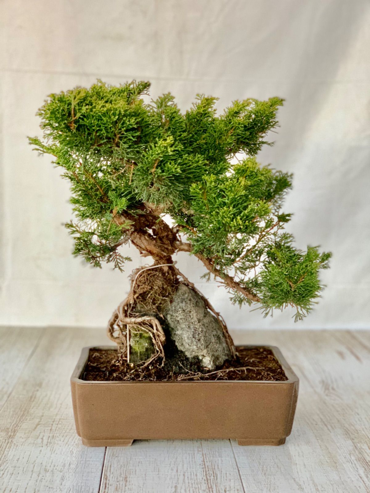 小品盆栽 糸魚川真柏 根上り