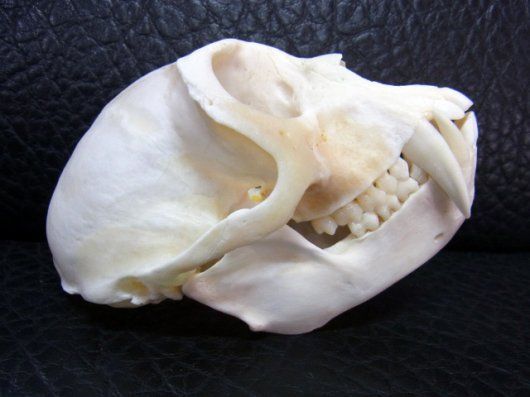 高品質　ベルベットモンキー 全身剥製 ★ B ☆ 即納 ☆ 高品質 ベルベットモンキー 全身剥製 ☆ B - 頭骨