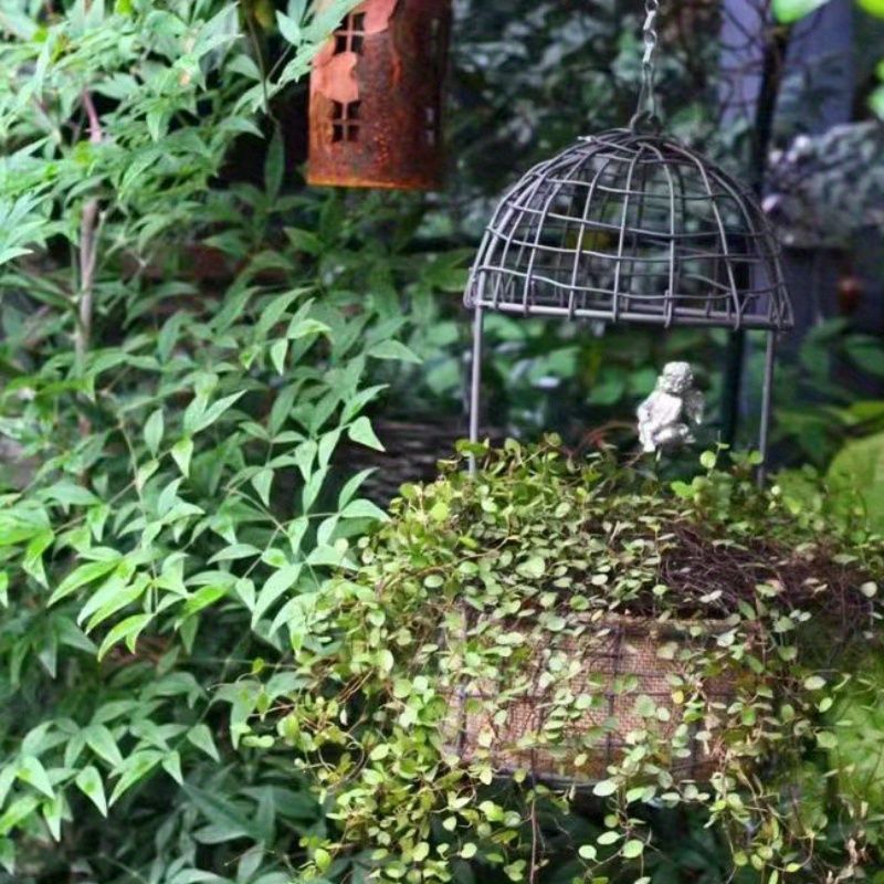 植物