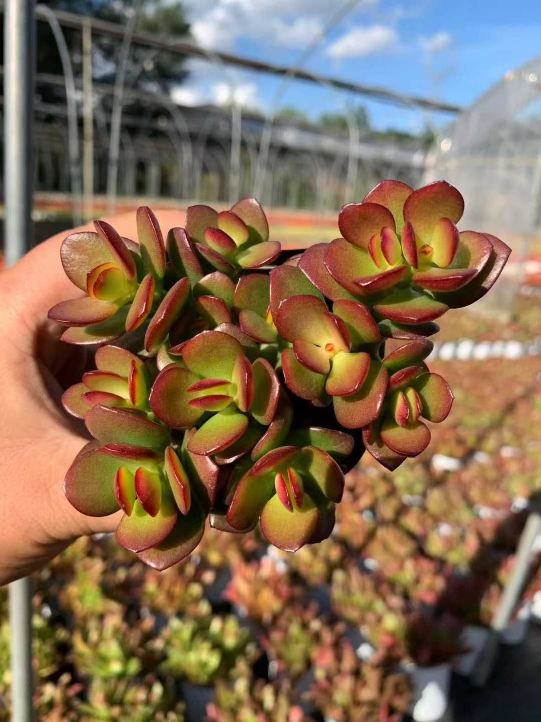 メルカリ便　アエオニウム　ヤヌス錦　韓国苗 m81083081901_1.jpg?1709872294