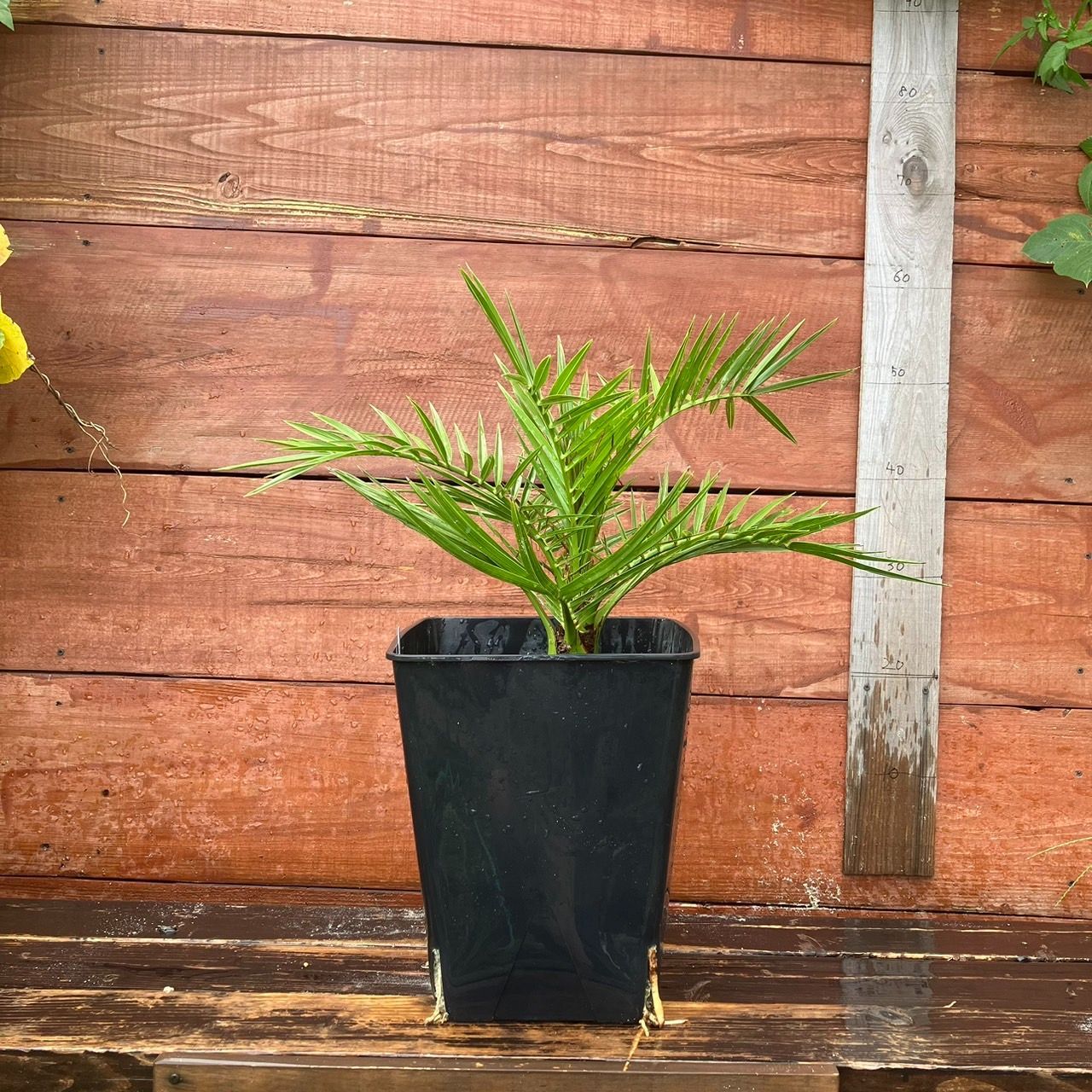 販売の値下げ カナリーヤシ Phoenix Canariensis | www.cvsreifen.de