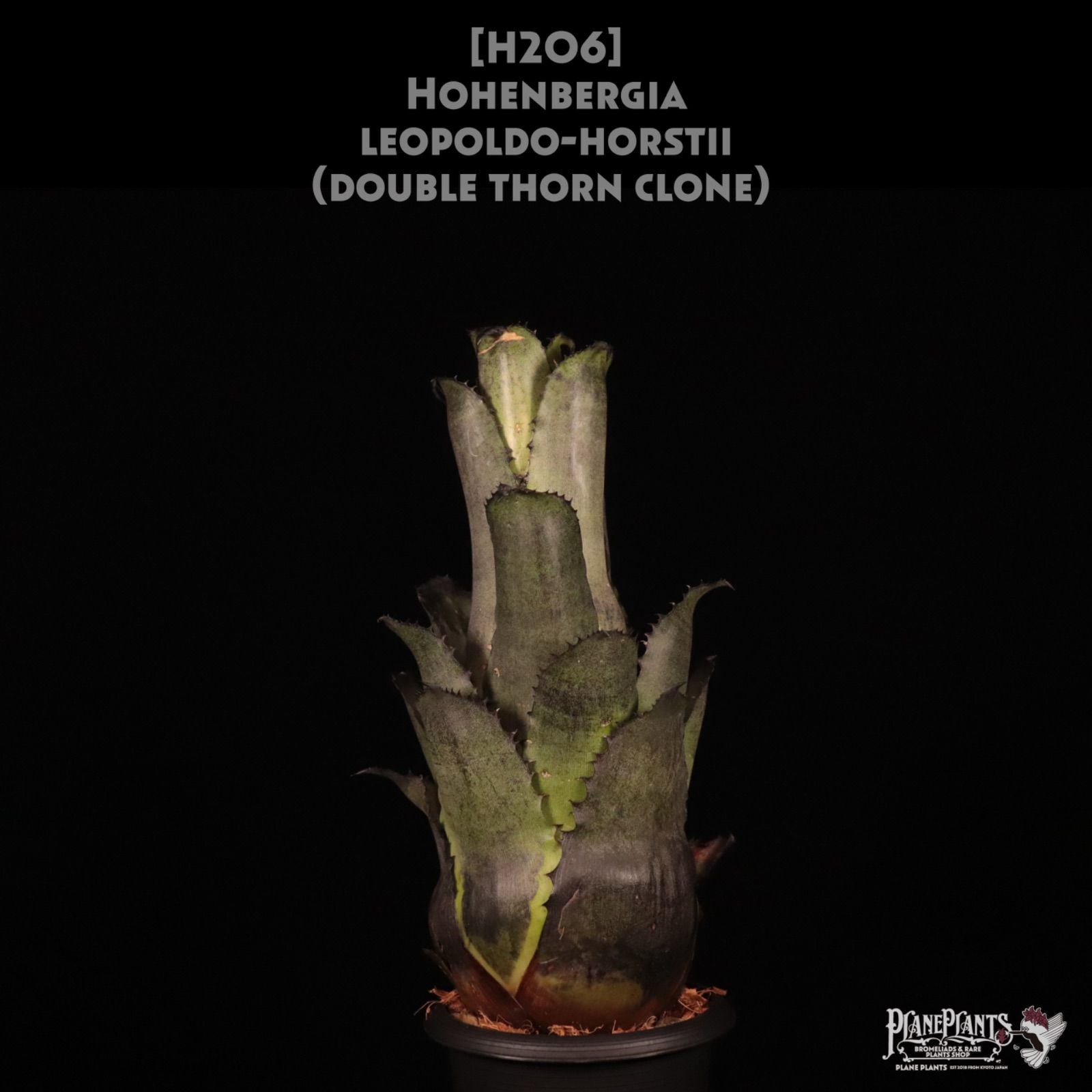 送料無料】Hohenbergia leopoldo-horstii (Double thorn clone