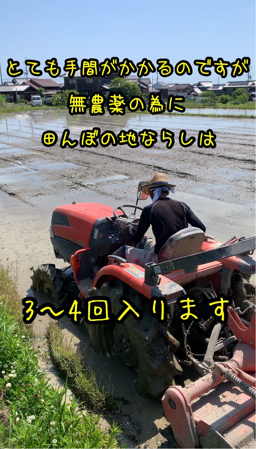 令和4年 自然栽培米20kg【旭一号】無農薬無肥料 手植え 手刈り 掛け干し-