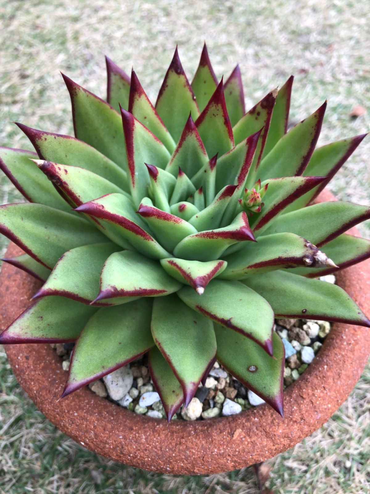 超爆安 新品 未使用 リップスティック エケベリア 大苗 紅葉中 多肉植物 韓国苗 植物 観葉植物 Lavacanegra Com Mx Lavacanegra Com Mx