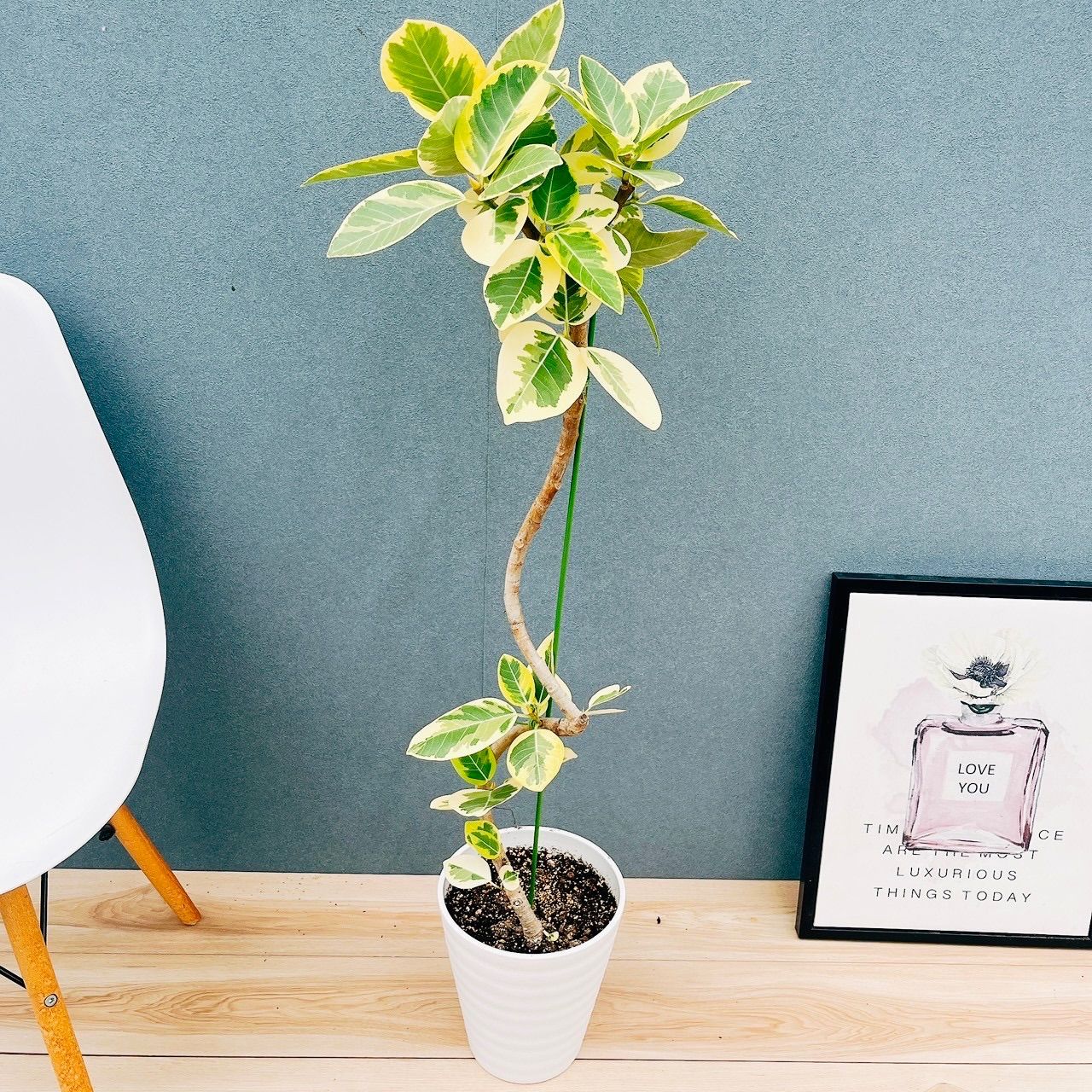 現品］3番 フィカス アルテシマ 曲がり 7号 観葉植物 室内 大型 ゴムの