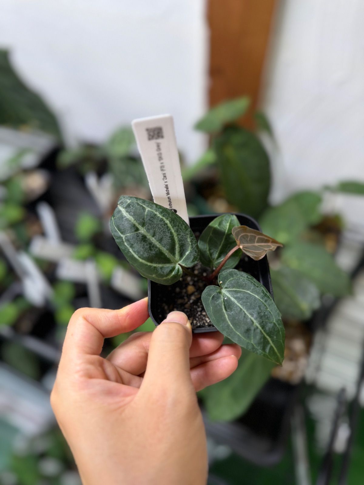 Anthuroom】Anthurium 'Michelle' x 'Zara'(F3) x 'SKG Grey