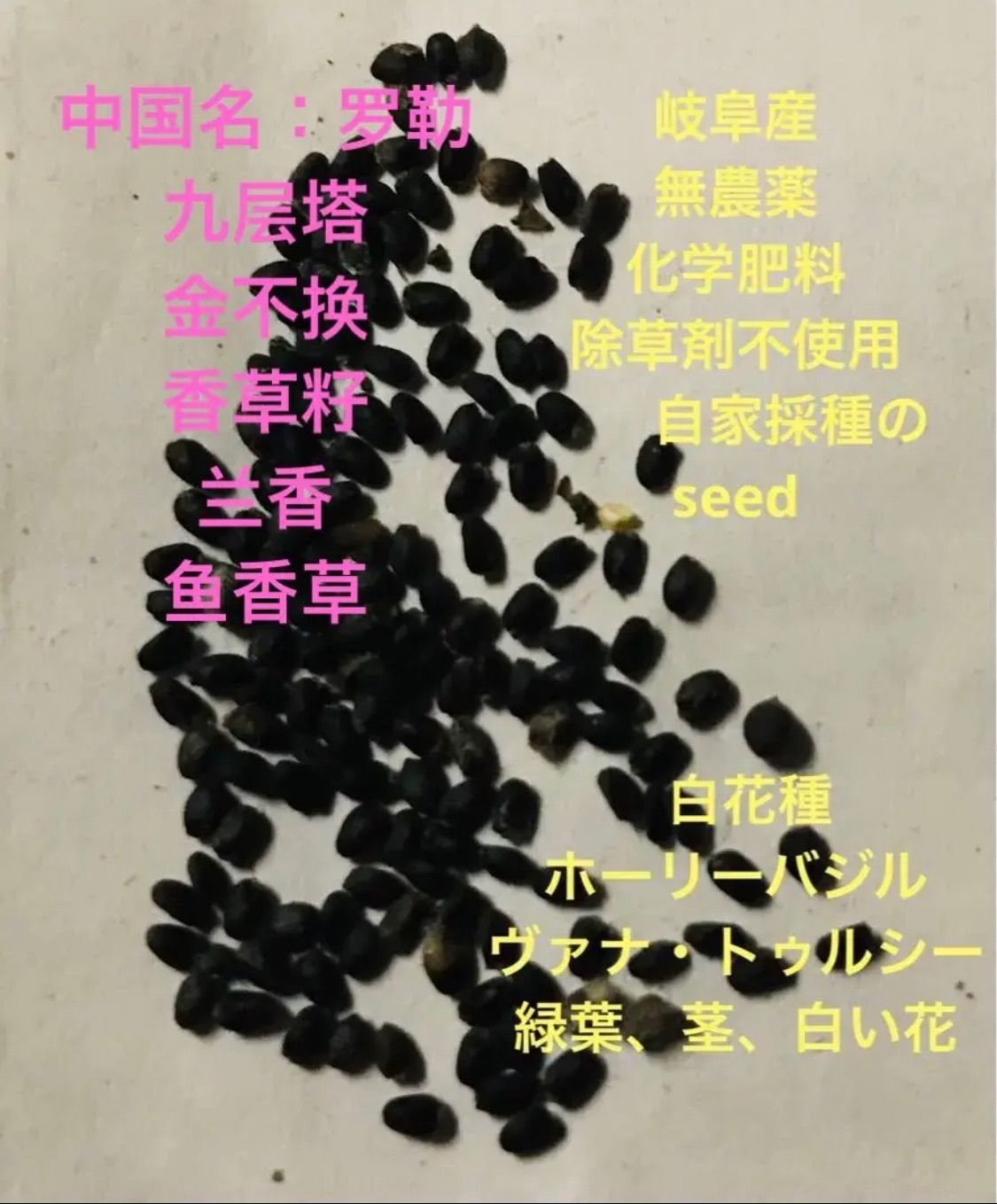 ご注文承り中、岐阜産、無消毒、　自家採種　seed 30粒 白花種ホーリーバジル、ヴァナ・トゥルシー、九层塔￥388円 29,166円