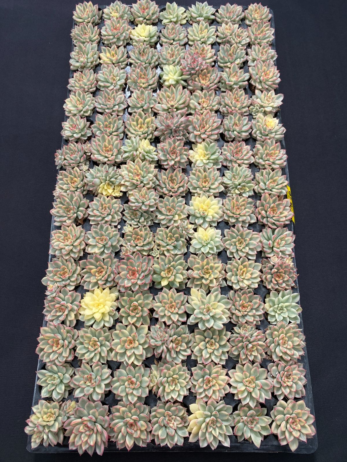 新入荷ホシカゲ C6031×105苗 土付き 多肉植物 詰め合わせ エケベリア